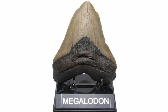 Huge, Fossil Megalodon Tooth - North Carolina #235519
